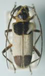  Chereas octomaculata