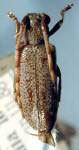  Drycothaea estola
