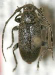  Drycothaea indistincta