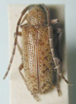  Drycothaea stictica