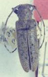  Eumathes colombicus