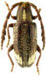  Eumimesis decoratus