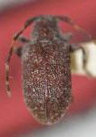  Euryestola iquira