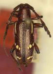  Harringtonia myia