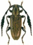  Hemicladus buqueti