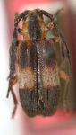  Hemicladus fasciatus