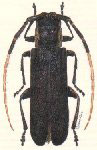  Mimolaia acaiuba