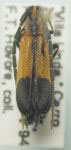  Mimolaia calopterona