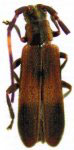  Mimolaia diversicornis