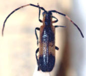  Mimolaia variicornis