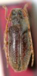 Parasemolea boliviana