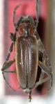  Zenicomus ignicolor