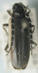  Zenicomus photuroides