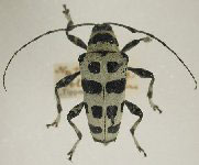  Carneades quadrinodosa