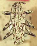  Carneades reticulata
