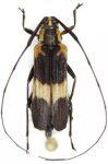  Carterica mucronata