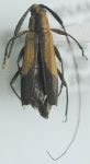  Carterica pygmaea
