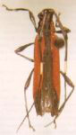  Carterica rubra