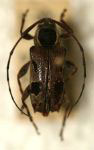  Colobothea assimilis