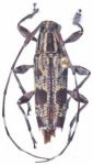  Colobothea berkovi