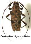  Colobothea biguttata
