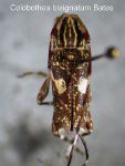  Colobothea bisignata