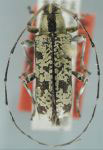  Colobothea chemsaki