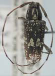  Colobothea chontalensis