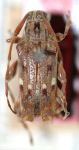  Colobothea colombiana