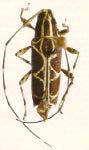  Colobothea delicata