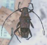  Colobothea fasciata