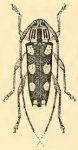 Colobothea flavoguttata