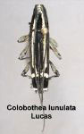  Colobothea lunulata