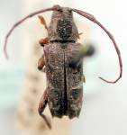  Colobothea maculicollis