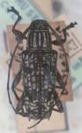  Colobothea mosaica