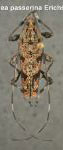  Colobothea passerina