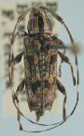  Colobothea pictilis