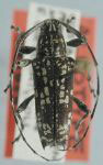  Colobothea rincona