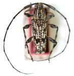  Colobothea seriatomaculata