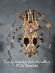  Colobothea sordida