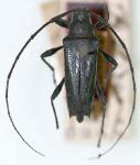  Colobothea sublunulata