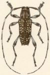  Colobothea unilineata