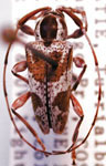  Colobothina perplexa