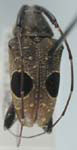  Priscilla hypsiomoides