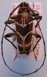  Sangaris geometrica