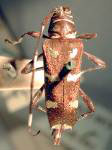  Sangaris laeta