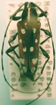  Sangaris multimaculata