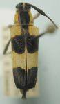  Sangaris optata