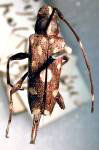  Sangaris polystigma