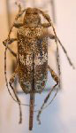  Sympleurotis albofasciatus